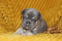 AKC Sully, a male French Bulldog for sale in El Dorado Springs, MO – 1 of 7