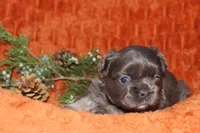 AKC Hazel, a female French Bulldog for sale in El Dorado Springs, MO – 2 of 7