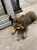 AKC Cooper, a male French Bulldog for sale in El Dorado Springs, MO – 2 of 2