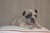 AKC Violet, a female French Bulldog for sale in El Dorado Springs, MO – Photo 2 of 5
