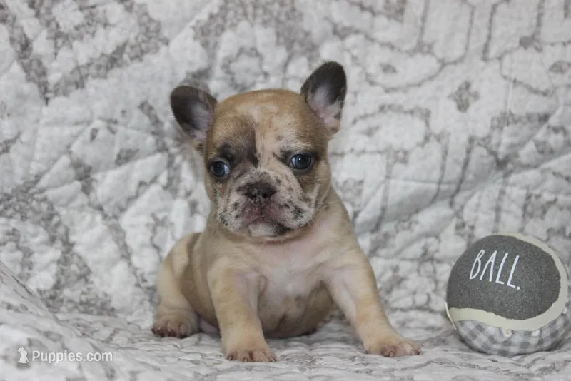 AKC Violet – French Bulldog puppy on hold in El Dorado Springs, MO