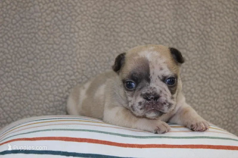AKC Violet – French Bulldog puppy for sale in El Dorado Springs, MO