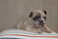 AKC Violet, a female French Bulldog for sale in El Dorado Springs, MO – Photo 5 of 5