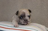 AKC Violet, a female French Bulldog for sale in El Dorado Springs, MO – Photo 4 of 5