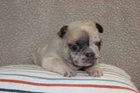AKC Violet, a female French Bulldog for sale in El Dorado Springs, MO – Photo 3 of 5