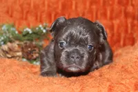 AKC Autumn , a female French Bulldog for sale in El Dorado Springs, MO – 6 of 7