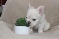 AKC Enzo -fluffy, a male French Bulldog for sale in El Dorado Springs, MO – 5 of 10