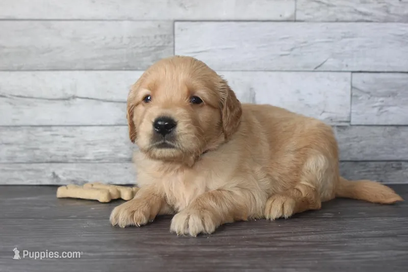 AKC Sunny - black – Golden Retriever puppy for sale in El Dorado Springs, MO