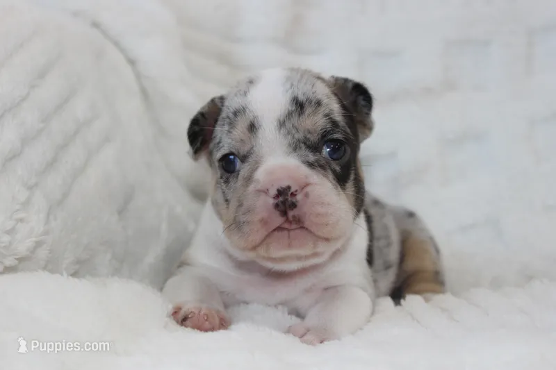 AKC Darla  – French Bulldog puppy for sale in El Dorado Springs, MO