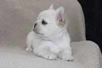 AKC Enzo -fluffy, a male French Bulldog for sale in El Dorado Springs, MO – 7 of 10