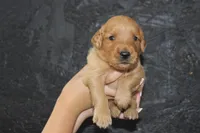AKC Ray -green , a male Golden Retriever for sale in El Dorado Springs, MO – 2 of 4