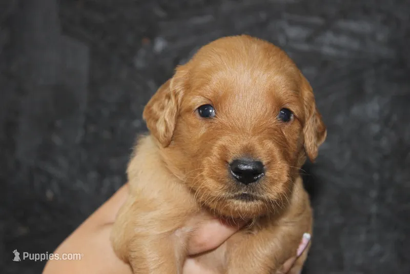 AKC Ray -green  – Golden Retriever puppy for sale in El Dorado Springs, MO