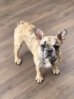 AKC Cookie, a female French Bulldog for sale in El Dorado Springs, MO – 2 of 2