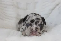 AKC Dixie , a female French Bulldog for sale in El Dorado Springs, MO – 5 of 6