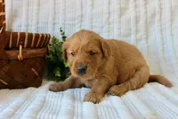 AKC Sadie, a female Golden Retriever for sale in El Dorado Springs, MO – Photo 4 of 7