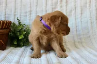 AKC Sadie, a female Golden Retriever for sale in El Dorado Springs, MO – Photo 2 of 7