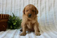 AKC Sadie, a female Golden Retriever for sale in El Dorado Springs, MO – Photo 7 of 7