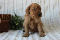 AKC Sadie, a female Golden Retriever for sale in El Dorado Springs, MO – Photo 6 of 7