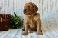 AKC Sadie, a female Golden Retriever for sale in El Dorado Springs, MO – Photo 5 of 7