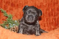 AKC Autumn , a female French Bulldog for sale in El Dorado Springs, MO – 2 of 7