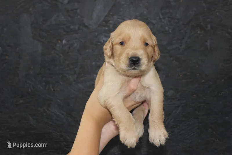 AKC Sunny - black – Golden Retriever puppy for sale in El Dorado Springs, MO