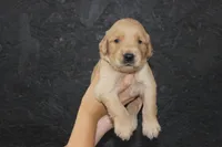 AKC Sunny - black, a male Golden Retriever for sale in El Dorado Springs, MO – 1 of 4