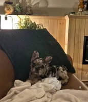 AKC Theo, a male French Bulldog for sale in El Dorado Springs, MO – 3 of 3
