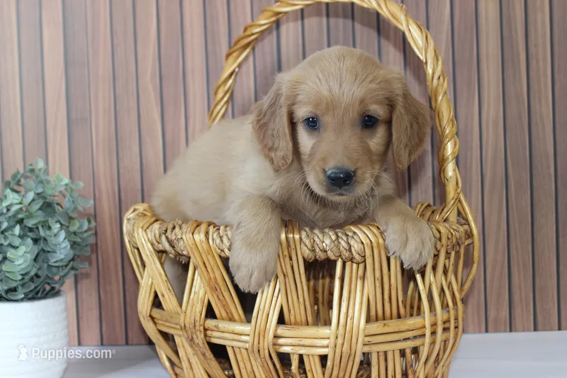 AKC Ray -green  – Golden Retriever puppy for sale in El Dorado Springs, MO