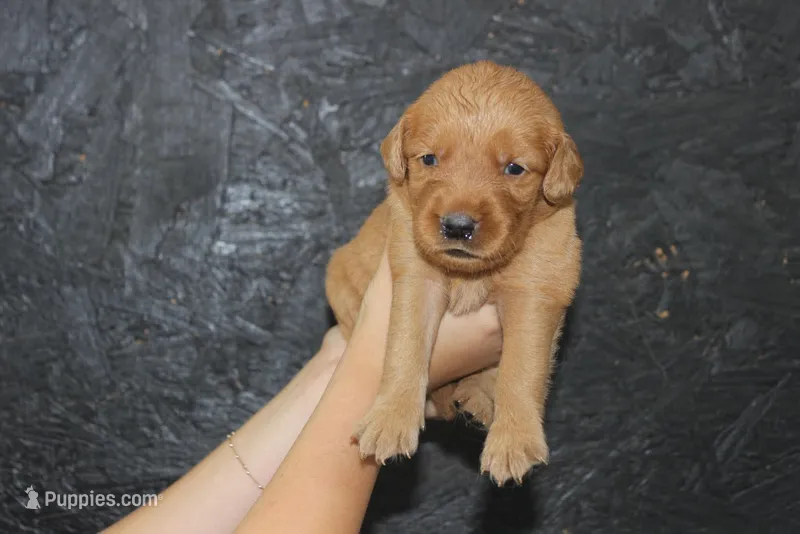 AKC Ember - pink – Golden Retriever puppy for sale in El Dorado Springs, MO
