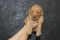 AKC Ember - pink, a female Golden Retriever for sale in El Dorado Springs, MO – 1 of 3