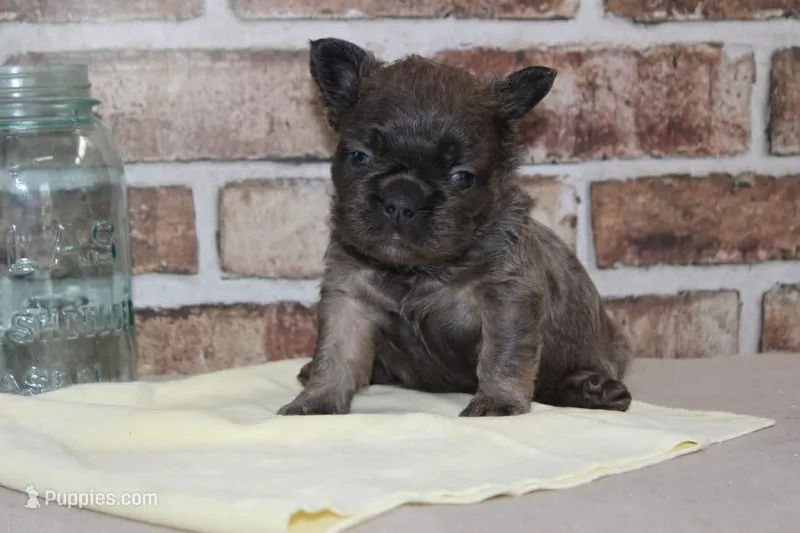 AKC Bear-fluffy – French Bulldog puppy for sale in El Dorado Springs, MO