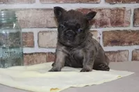 AKC Bear-fluffy, a male French Bulldog for sale in El Dorado Springs, MO – Photo 1 of 8