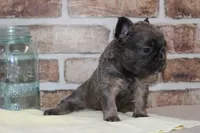 AKC Bear-fluffy, a male French Bulldog for sale in El Dorado Springs, MO – Photo 7 of 8