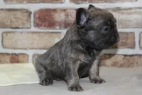 AKC Bear-fluffy, a male French Bulldog for sale in El Dorado Springs, MO – Photo 5 of 8