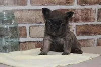 AKC Bear-fluffy, a male French Bulldog for sale in El Dorado Springs, MO – Photo 2 of 8