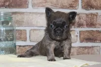 AKC Bear-fluffy, a male French Bulldog for sale in El Dorado Springs, MO – Photo 6 of 8