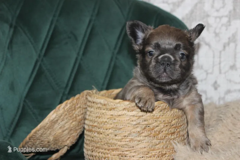 AKC Bear-fluffy – French Bulldog puppy on hold in El Dorado Springs, MO