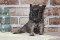 AKC Bear-fluffy, a male French Bulldog for sale in El Dorado Springs, MO – Photo 8 of 8