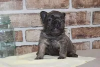 AKC Bear-fluffy, a male French Bulldog for sale in El Dorado Springs, MO – Photo 4 of 8