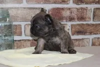 AKC Bear-fluffy, a male French Bulldog for sale in El Dorado Springs, MO – Photo 3 of 8