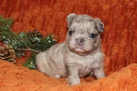 AKC Pumpkin, a female French Bulldog for sale in El Dorado Springs, MO – 2 of 6