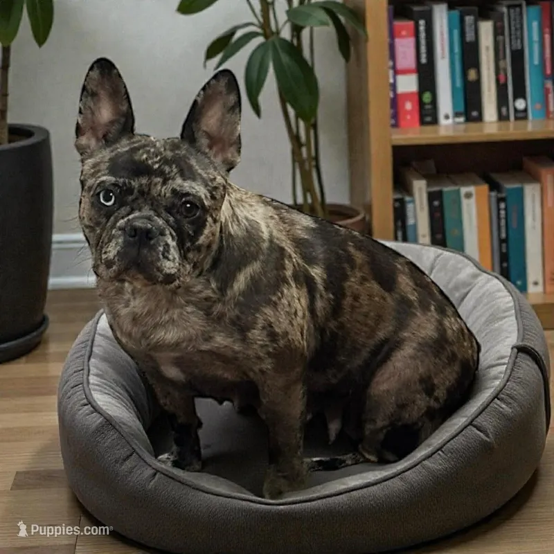 AKC Indy – French Bulldog puppy for sale in El Dorado Springs, MO