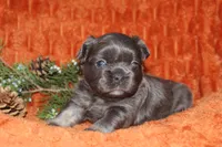 AKC Hazel, a female French Bulldog for sale in El Dorado Springs, MO – 5 of 7