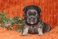 AKC Maple, a female French Bulldog for sale in El Dorado Springs, MO – 6 of 7