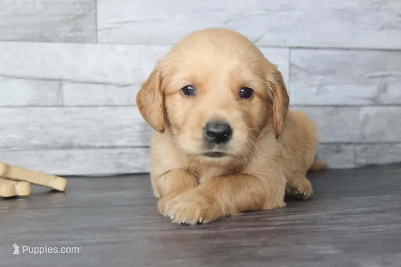 AKC Tide - light green – Golden Retriever puppy for sale in El Dorado Springs, MO