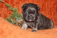 AKC Maple, a female French Bulldog for sale in El Dorado Springs, MO – 5 of 7