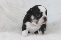 AKC Della, a female French Bulldog for sale in El Dorado Springs, MO – 3 of 6