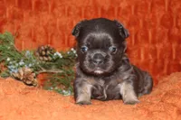 AKC Maple, a female French Bulldog for sale in El Dorado Springs, MO – 1 of 7