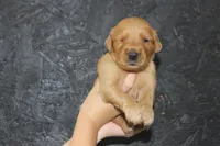 AKC Dune - yellow, a male Golden Retriever for sale in El Dorado Springs, MO – 3 of 4