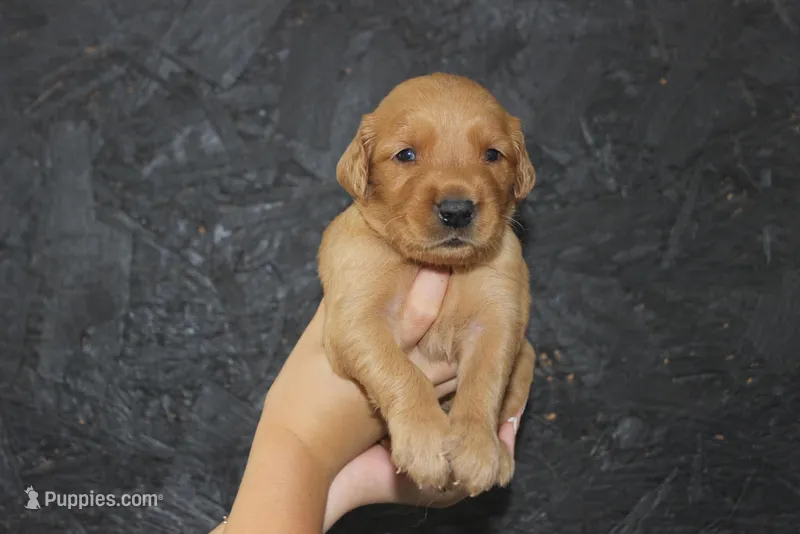 AKC Dune - yellow – Golden Retriever puppy for sale in El Dorado Springs, MO